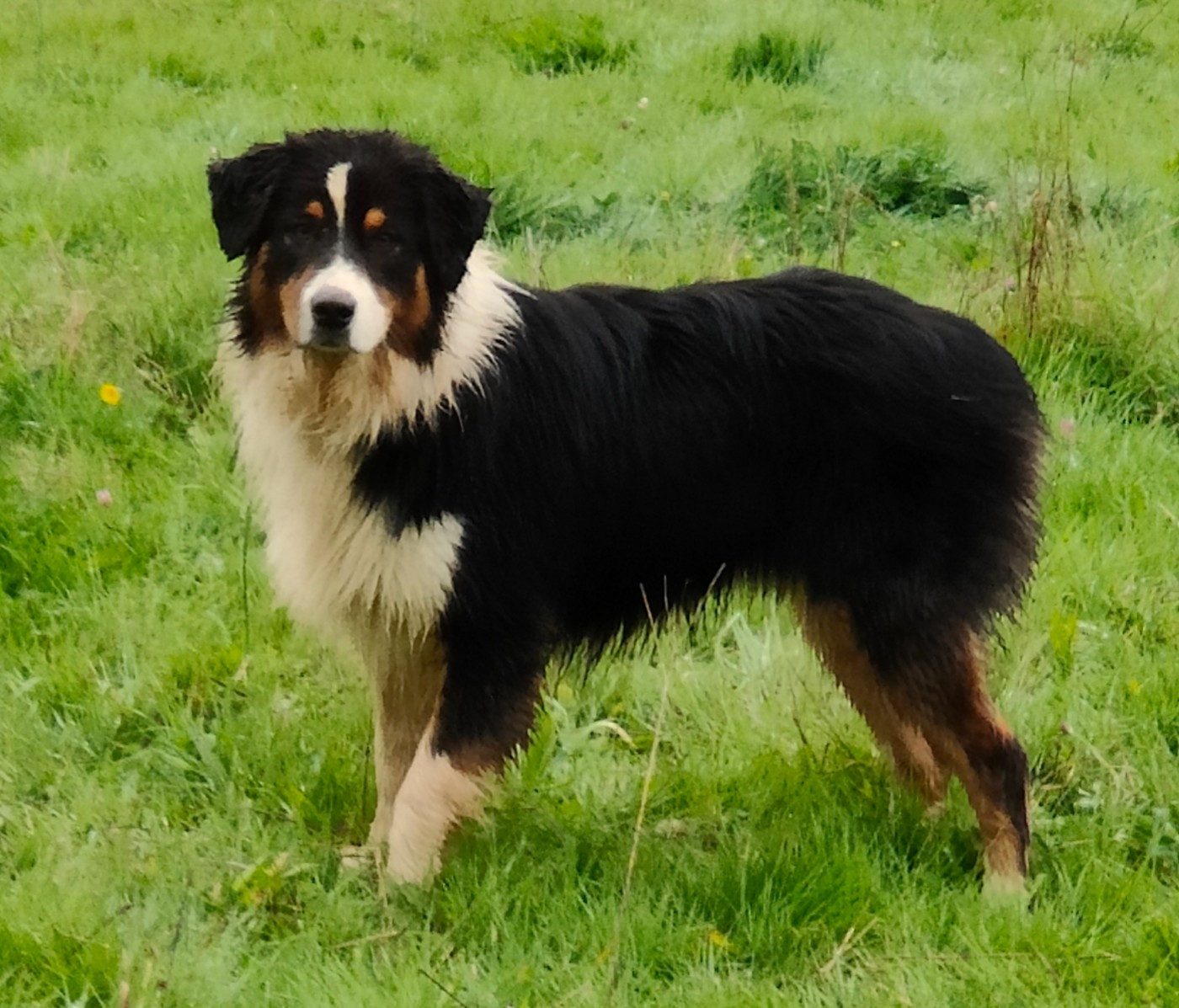 Armonia msc Eros Des Embruns De Jade