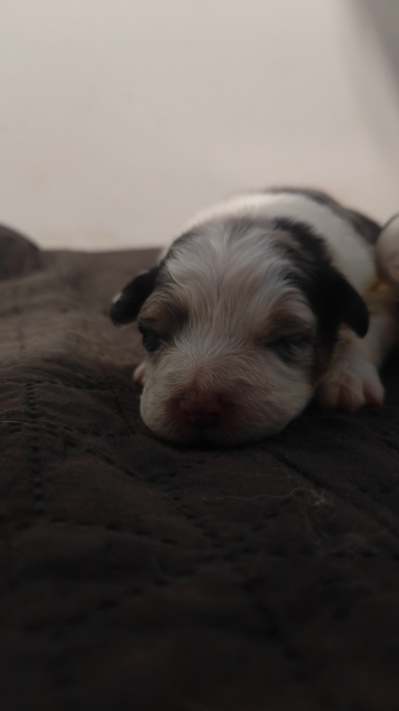 Des Monts Emerveilles - Chiots disponibles - Berger Australien