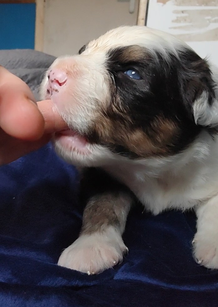 Des Monts Emerveilles - Chiots disponibles - Berger Australien