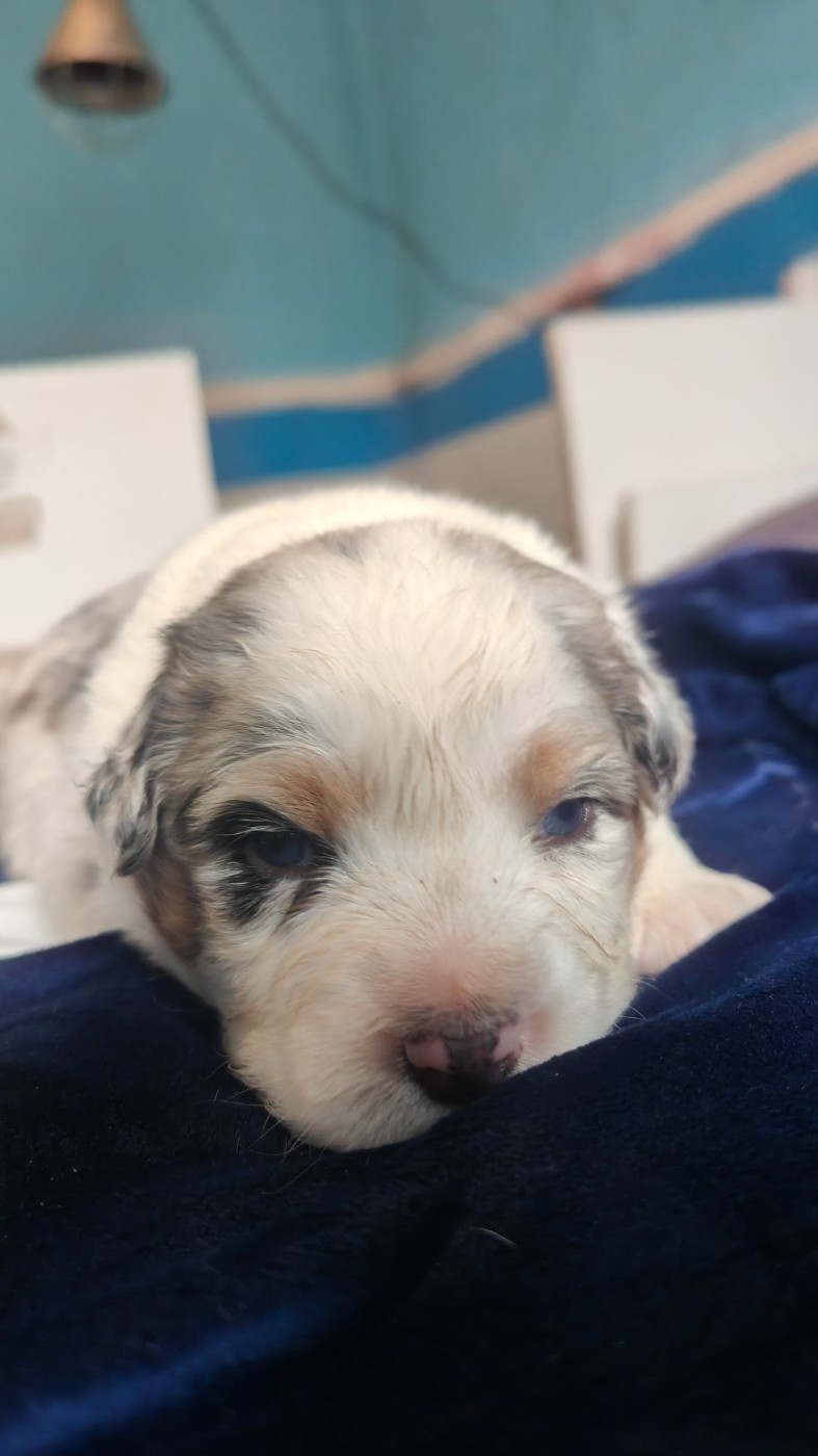 Des Monts Emerveilles - Chiots disponibles - Berger Australien