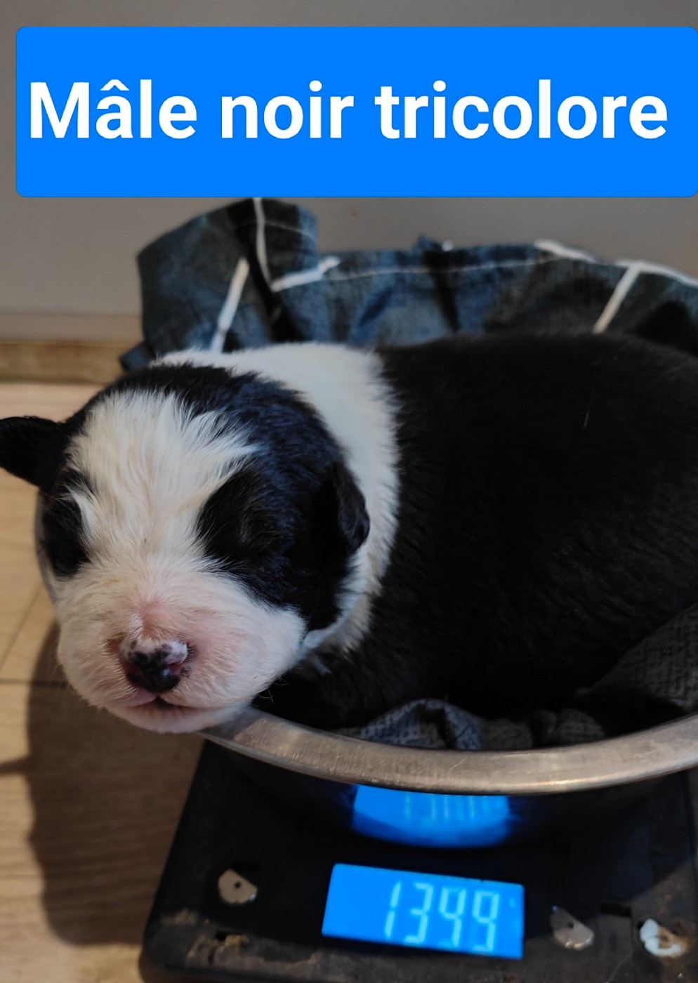 Des Monts Emerveilles - Chiots disponibles - Berger Australien