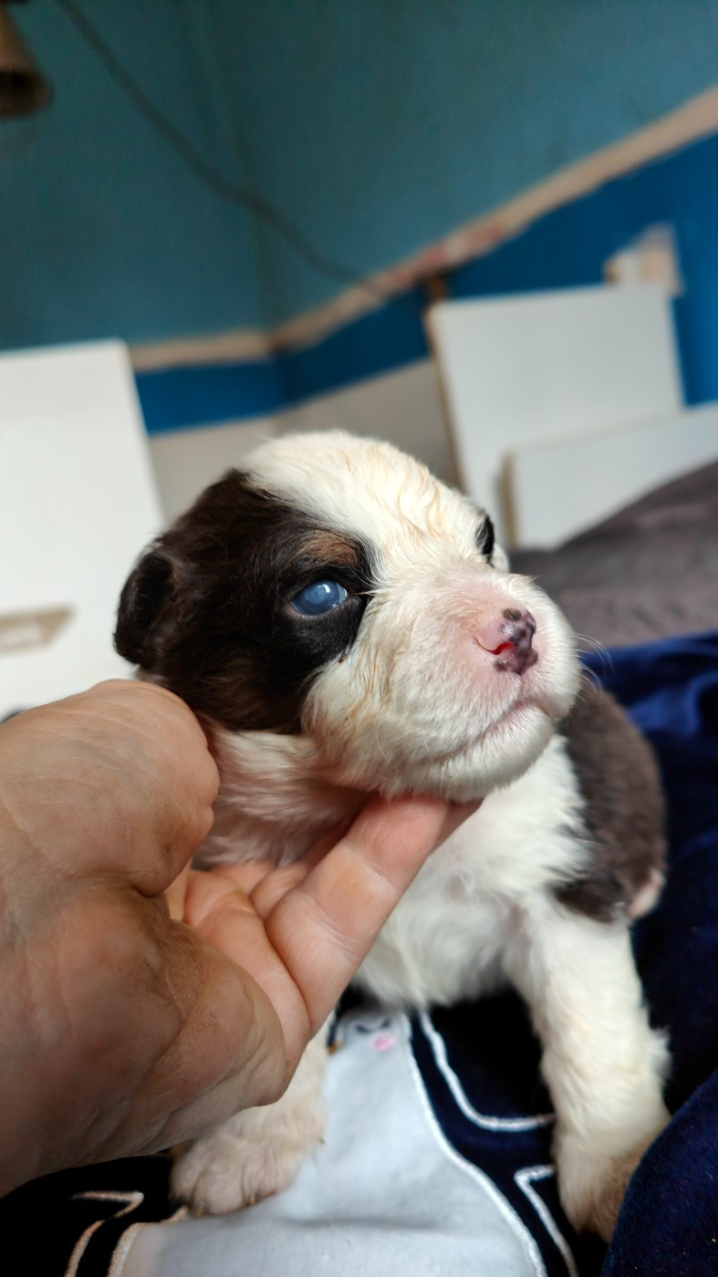 Des Monts Emerveilles - Chiots disponibles - Berger Australien