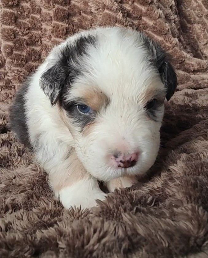 Des Monts Emerveilles - Chiots disponibles - Berger Australien