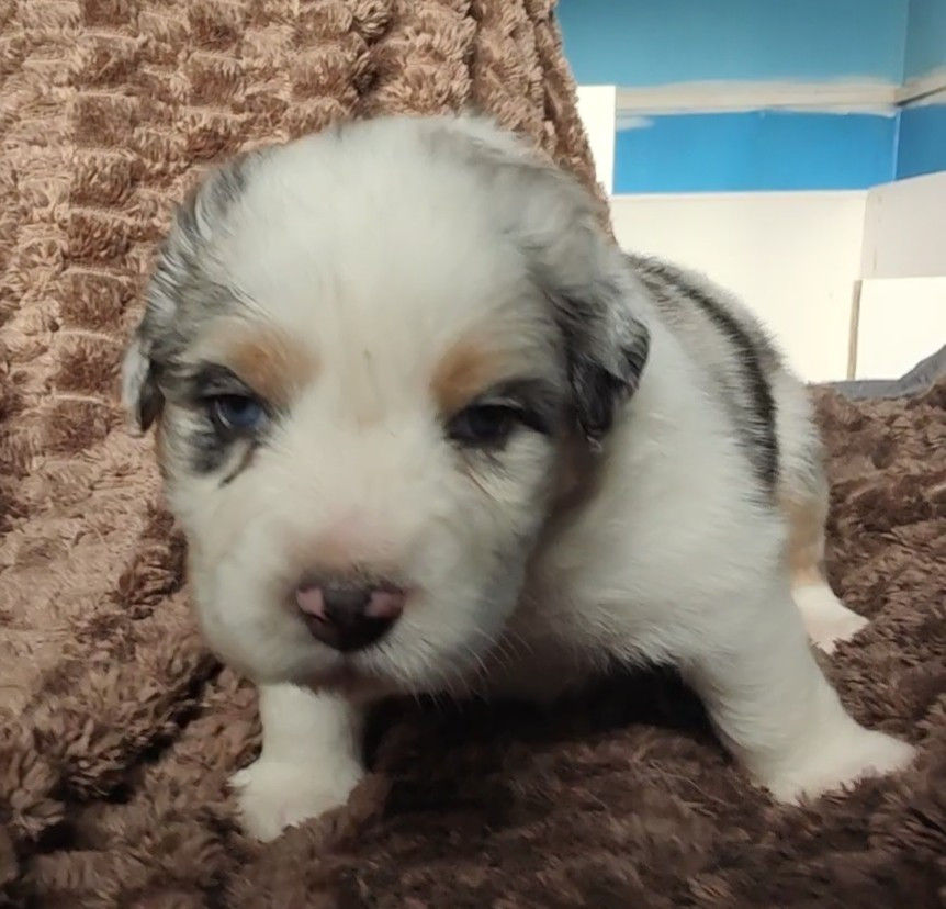 Des Monts Emerveilles - Chiots disponibles - Berger Australien