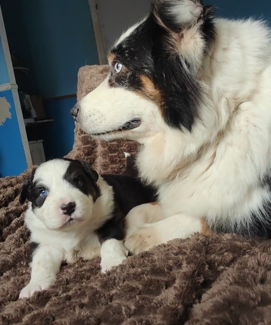 Des Monts Emerveilles - Chiots disponibles - Berger Australien