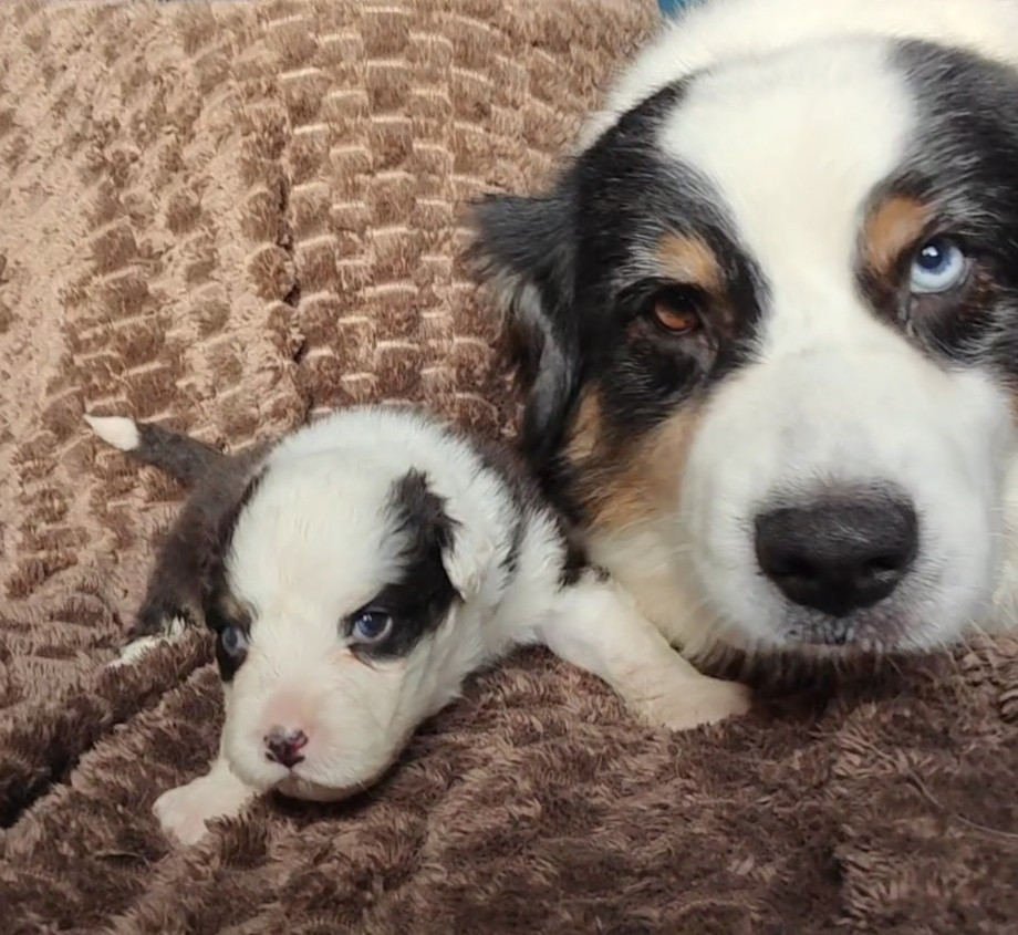 Des Monts Emerveilles - Chiots disponibles - Berger Australien