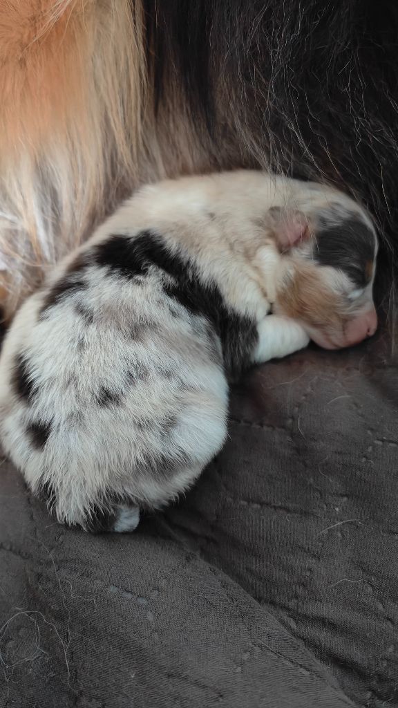 Des Monts Emerveilles - Chiots disponibles - Berger Australien